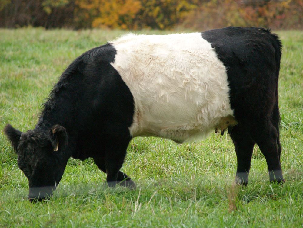 Belted Galloway cows in the pasture
